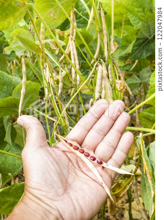 Close-up of a farmer holding split red bean pods with an adzuki crop farmland background. 122047984