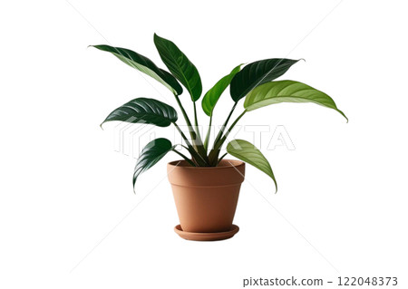 Green leaf potted plant on the white background Green leaf potted plant on the white background 122048373