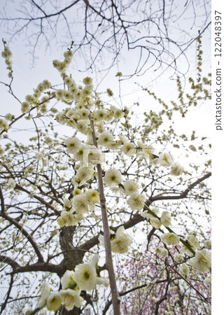 White plum blossoms are in bloom in the plum garden. 122048397