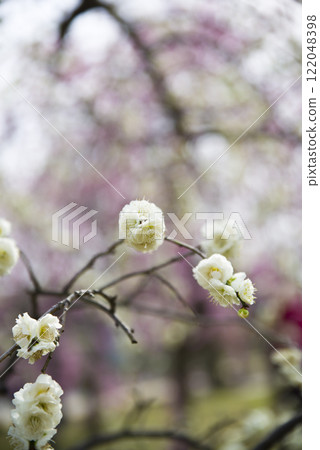 White plum blossoms are in bloom in the plum garden. 122048398