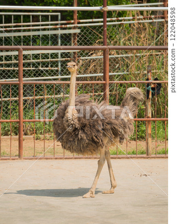 走鴕鳥 122048598