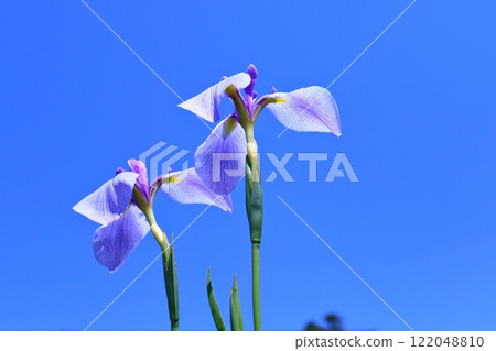 Iris flowers blooming at the shrine Iris flowers blooming at the shrine 122048810