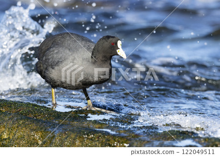 Oh van Oh van 122049511