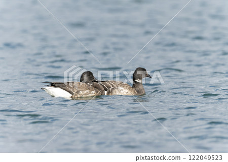 Kokugun Kokugun 122049523