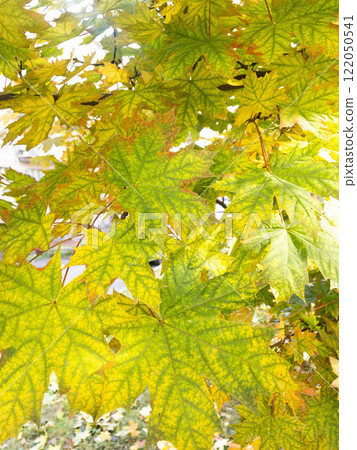 Background of yellow and green maple leaves on the tree Background of yellow and green maple leaves on the tree 122050541