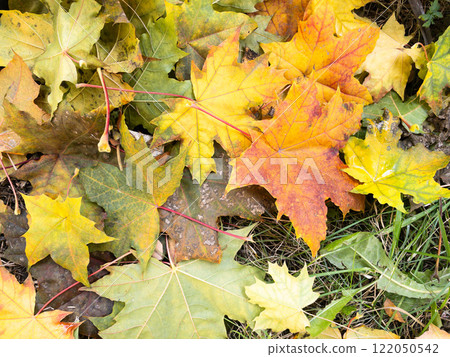 Background of yellow and green fallen maple leaves Background of yellow and green fallen maple leaves 122050542