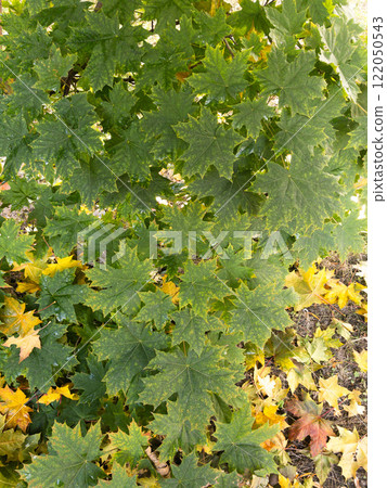 Background of yellow and green maple leaves on the tree Background of yellow and green maple leaves on the tree 122050543