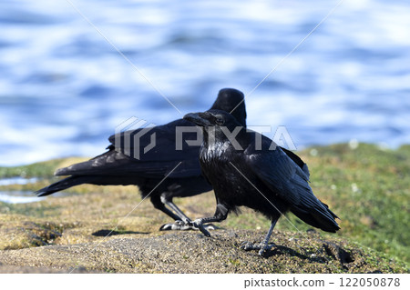 Hermopotus玻璃 122050878