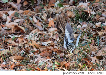 A brown thrush taking off from the feeding area A brown thrush taking off from the feeding area 122051200