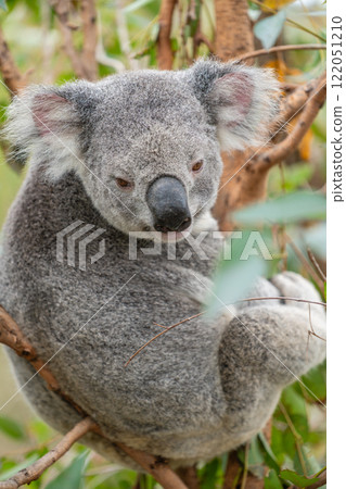Vertical photo of koala on tree 122051210