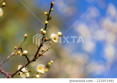 Plum blossoms 122051491