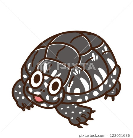 漢密爾頓龜 漢密爾頓龜 122051686