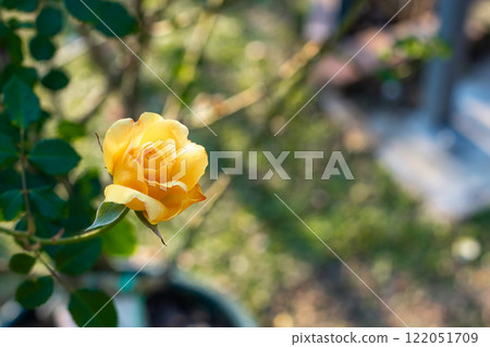 玫瑰花 玫瑰花 122051709