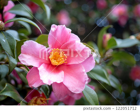 粉紅色的sasanqua花 粉紅色的sasanqua花 122051712