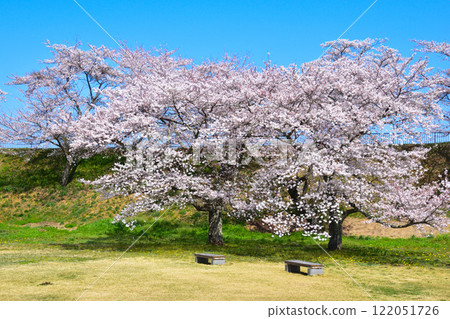 櫻花景 白川小峰城 主圍 櫻花景 白川小峰城 主圍 122051726