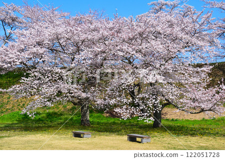 櫻花景 白川小峰城 主圍 櫻花景 白川小峰城 主圍 122051728