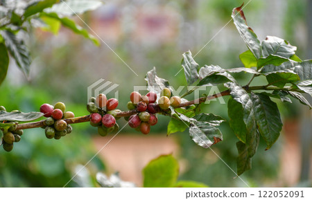 Fresh coffee beans . Fresh coffee beans . 122052091