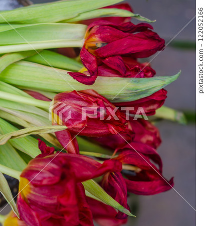 Faded Red Tulips Against Snowy Background. High quality photo 122052166