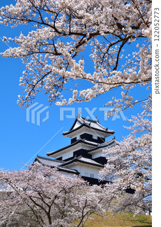 Cherry blossoms: Shirakawa-Komine Castle, Gosankai Tower 122052773