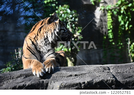The beautiful striped Sumatran tiger is fearless, brave, and charming. 122052781