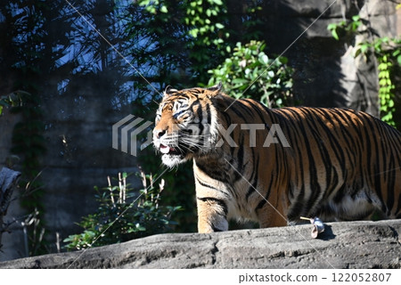 The beautiful striped Sumatran tiger is fearless, brave, and charming. The beautiful striped Sumatran tiger is fearless, brave, and charming. 122052807