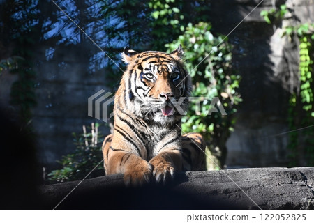 The beautiful striped Sumatran tiger is fearless, brave, and charming. The beautiful striped Sumatran tiger is fearless, brave, and charming. 122052825