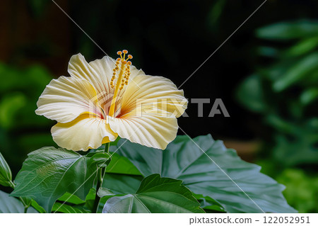 Close-up of a yellow hibiscus flower. Created with Generative AI. 122052951