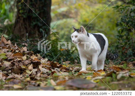 A carpet of fallen autumn leaves and a stray brown cat in a natural park 122053372