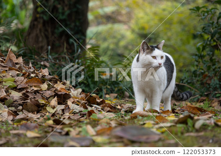 A carpet of fallen autumn leaves and a stray brown cat in a natural park 122053373