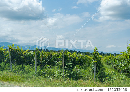 Vineyard in Georgian winemaker region Kakheti Vineyard in Georgian winemaker region Kakheti 122053438