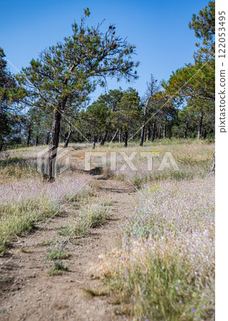 The road in the forest 122053495