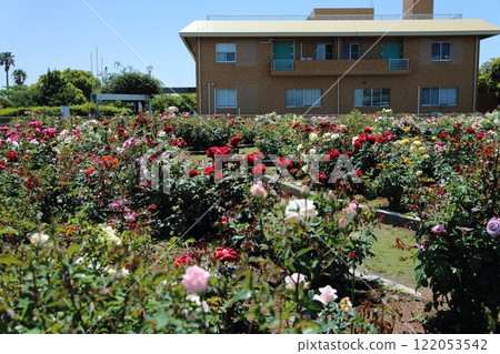 荒尾市少女公民花壇玫瑰花， 122053542