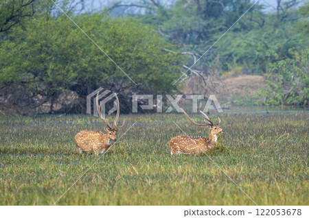 long and big antler two wild male spotted deer or chital cheetal axis axis at keoladeo national park bharatpur bird sanctuary india in natural green scenic landscape background in winter season safari 122053678