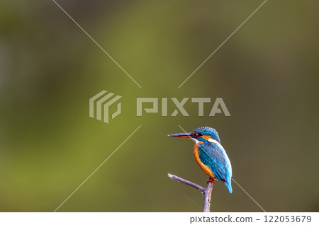common kingfisher or Alcedo atthis at keoladeo national park or bharatpur bird sanctuary rajasthan india asia. a small colorful bird closeup or portrait perched on branch in natural green background 122053679