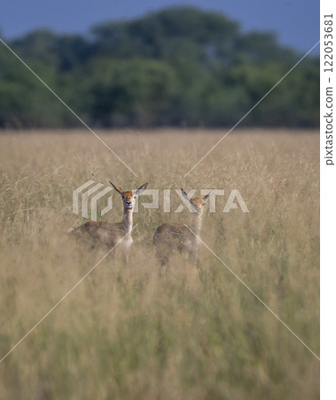 Two wild female blackbuck or antilope cervicapra or indian antelope pair camouflaged in grass with eye contact in natural green background Blackbuck National Park tal chhapar sanctuary rajasthan india Two wild female blackbuck or antilope cervicapra or indian antelope pair camouflaged in grass with eye contact in natural green background Blackbuck National Park tal chhapar sanctuary rajasthan india 122053681