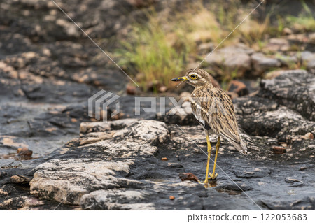 Indian stone curlew or Indian thick knee or Burhinus indicus closeup or portrait in natural environment at ranthambore national park forest tiger reserve sawai madhopur rajasthan rajasthan india asia 122053683