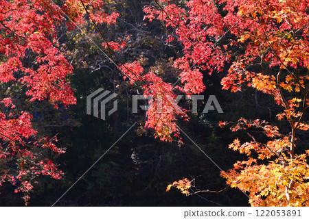 新西湖,秋天的樹葉點綴著湖畔 新西湖,秋天的樹葉點綴著湖畔 122053891