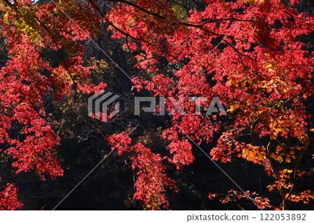 新西湖，秋天的樹葉點綴著湖畔 122053892