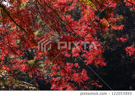 新西湖，秋天的樹葉點綴著湖畔 122053893