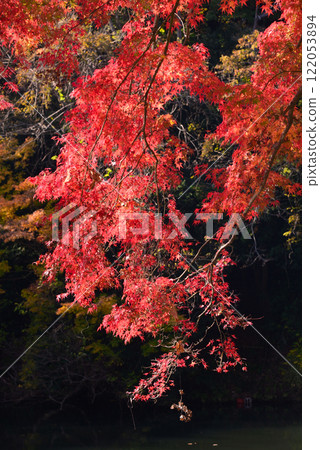 Lake Shinsho with autumn leaves coloring the lakeside 122053894