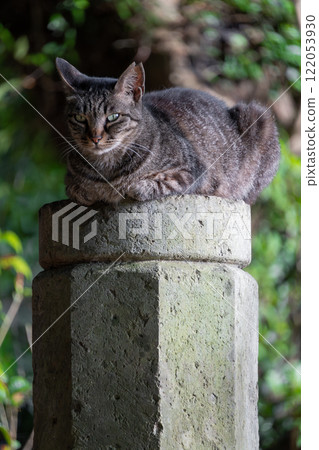 A stray cat with a brown tabby pattern sitting on top of a tower in a natural park 122053930