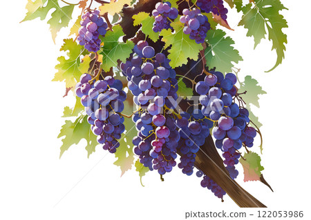 水彩畫/蔬果-葡萄_05 122053986