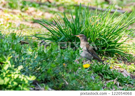 白原與蒲公英 白原與蒲公英 122054068