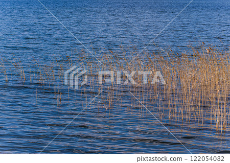 Dry reed grass growing in the Lisi lake Dry reed grass growing in the Lisi lake 122054082