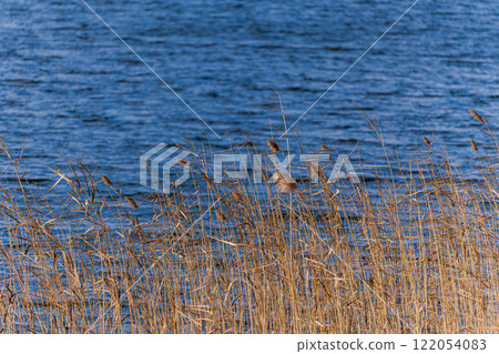 Dry reed grass growing in the Lisi lake Dry reed grass growing in the Lisi lake 122054083
