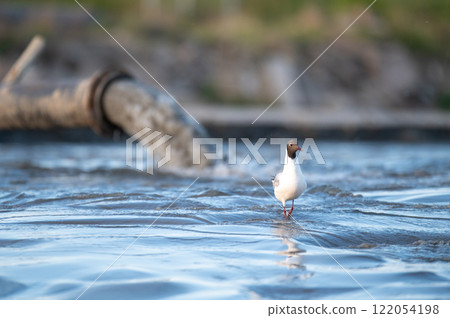Beach restoration using a sand transfer system Beach restoration using a sand transfer system 122054198