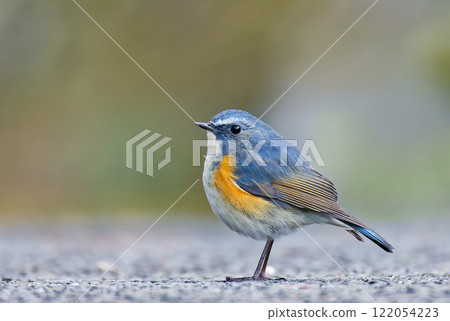 一隻美麗的藍鳥，藍尾紅尾鴝的側視圖 122054223