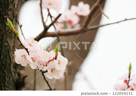 cherry blossoms bloomed cherry blossoms bloomed 122054231