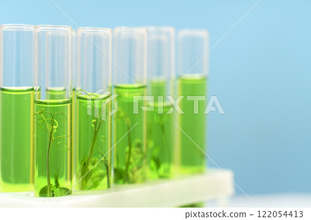 Biotechnology lab. Plant sprout in a test tube. Scientific laboratory and bioengineering 122054413
