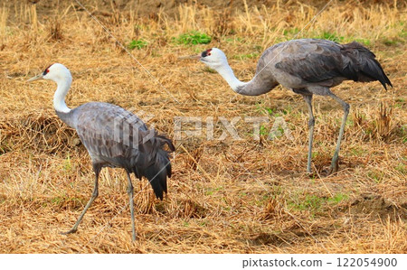 Crane 122054900